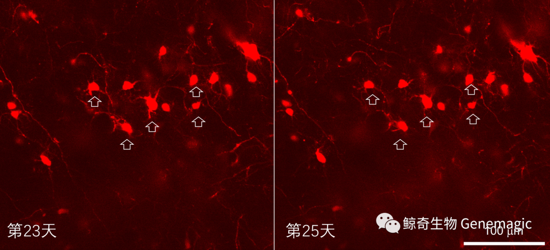 1699425243111351.png 25.png