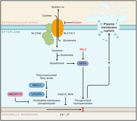 1708500012274234.png C5.png