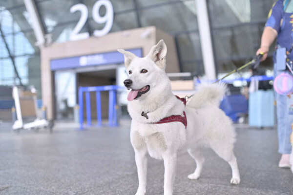 國內(nèi)首個人寵包機出境游
