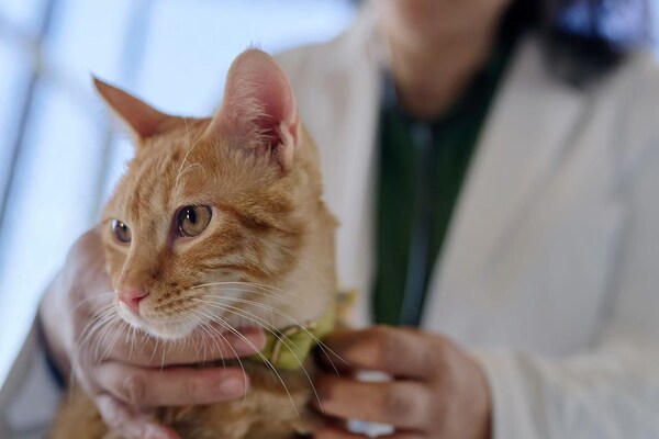 領(lǐng)養(yǎng)現(xiàn)場配備獸醫(yī)義診及免費(fèi)驅(qū)蟲