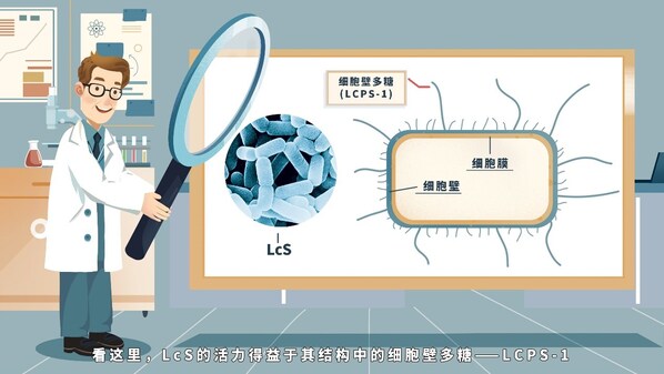 副干酪乳酪桿菌代田株的活力得益于其結(jié)構(gòu)中的細(xì)胞壁多糖LCPS-1 副干酪乳酪桿菌代田株的活力得益于其結(jié)構(gòu)中的細(xì)胞壁多糖LCPS-1