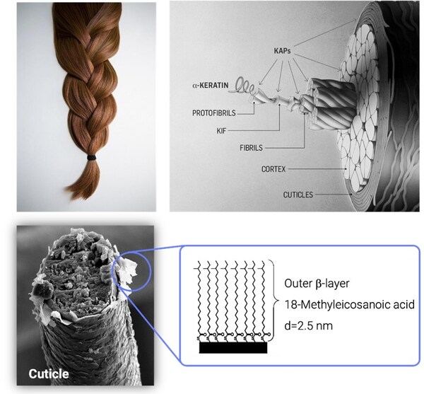 頭發(fā)結(jié)構(gòu)示意圖（蛋白和多肽護(hù)理）