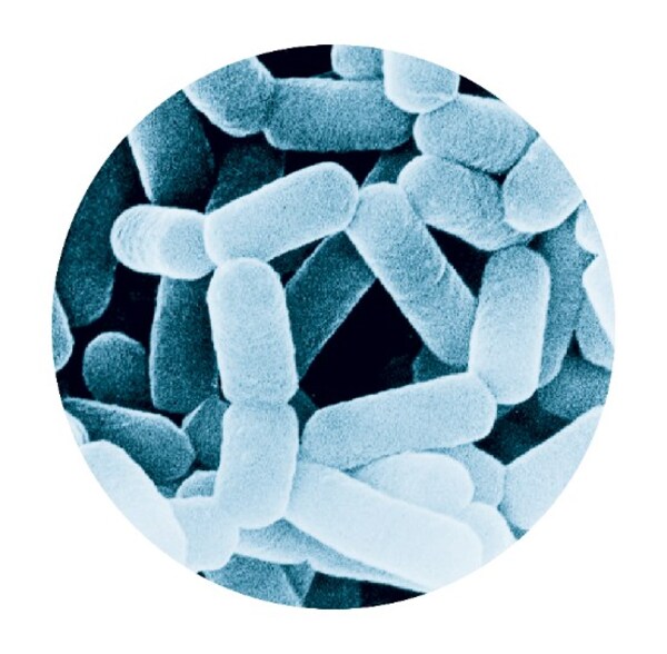 副干酪乳酪桿菌代田株（Lacticaseibacillus paracasei strain Shirota，LcS ）