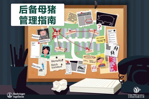 《后備母豬管理指南》