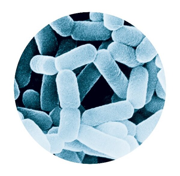 副干酪乳酪桿菌代田株（LcS）