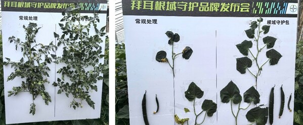 在番茄（左）和黃瓜（右）上的試驗(yàn)顯示，應(yīng)用根域守護(hù)方案后， 作物長(zhǎng)勢(shì)更好，植株更健壯，根系更發(fā)達(dá)，干葉更少，坐果更早