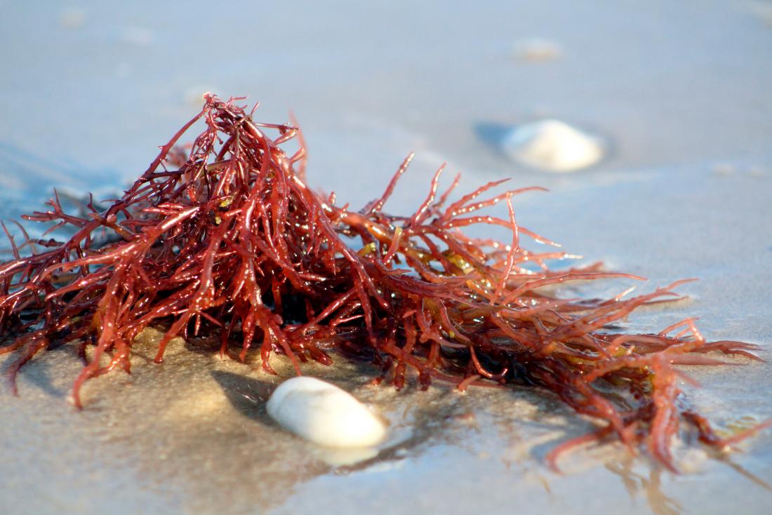 1754379898345110.jpg carrageenan-is-extracted-from-red-seaweed.jpg