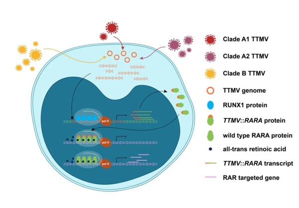 （病毒流行病學(xué)特征及主要分子機(jī)制）