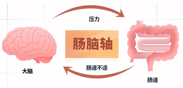 腸道菌群與神經(jīng)系統(tǒng)之間的緊密關(guān)聯(lián) 腸道菌群與神經(jīng)系統(tǒng)之間的緊密關(guān)聯(lián)