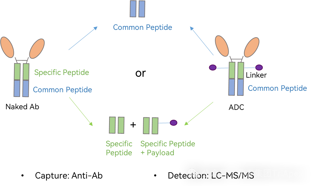 1764296729250746.png 562.png